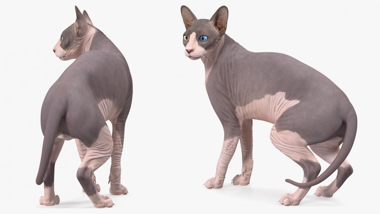 3D Bicolor Sphynx Cat model