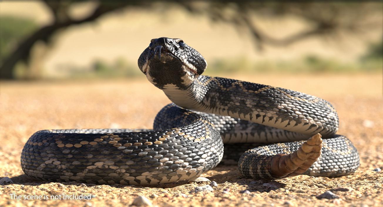 Giant Dark Rattlesnake Rigged 3D model