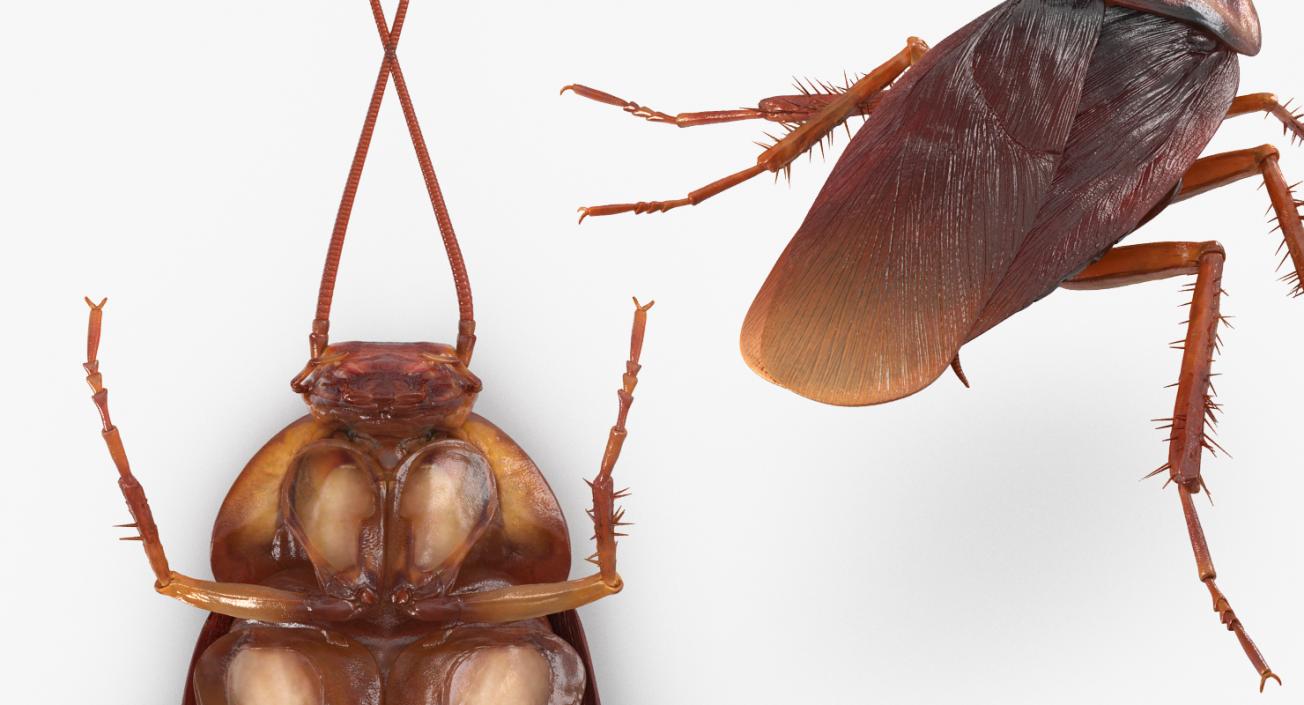 Rigged Cockroaches Collection 3D model