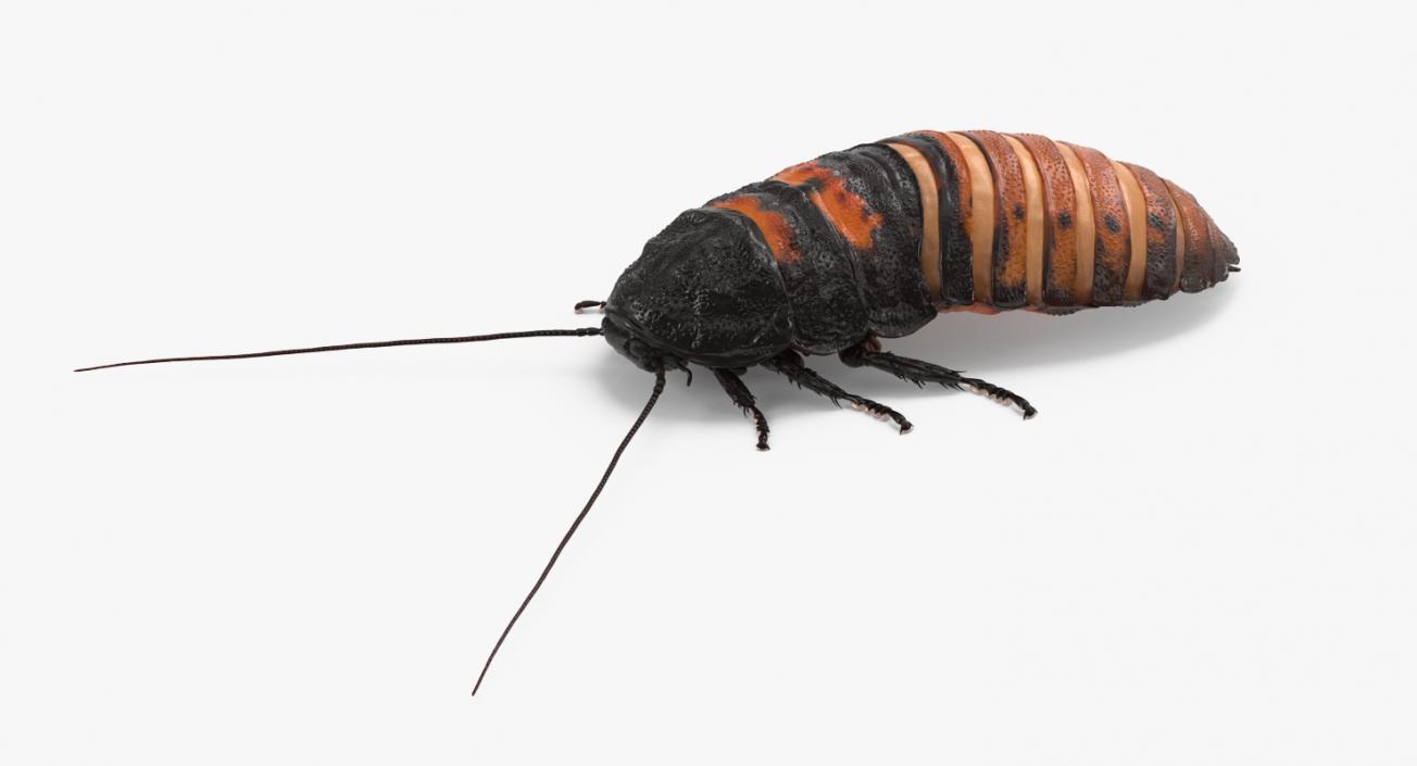 Rigged Cockroaches Collection 3D model