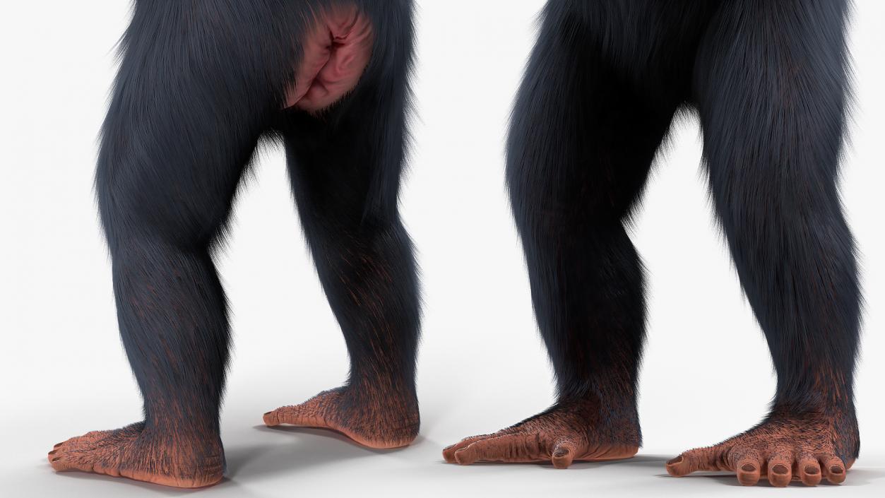 Light Chimpanzee Rigged with Fur 3D