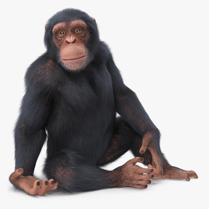 Light Chimpanzee Rigged with Fur 3D