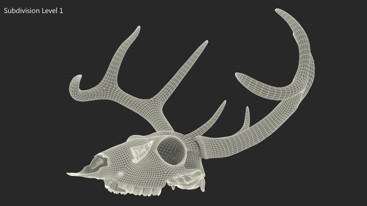 3D Deer Skull with Antlers model