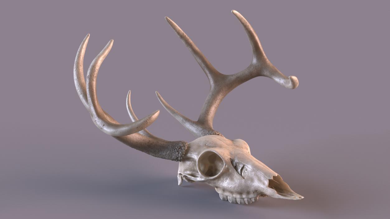 3D Deer Skull with Antlers model