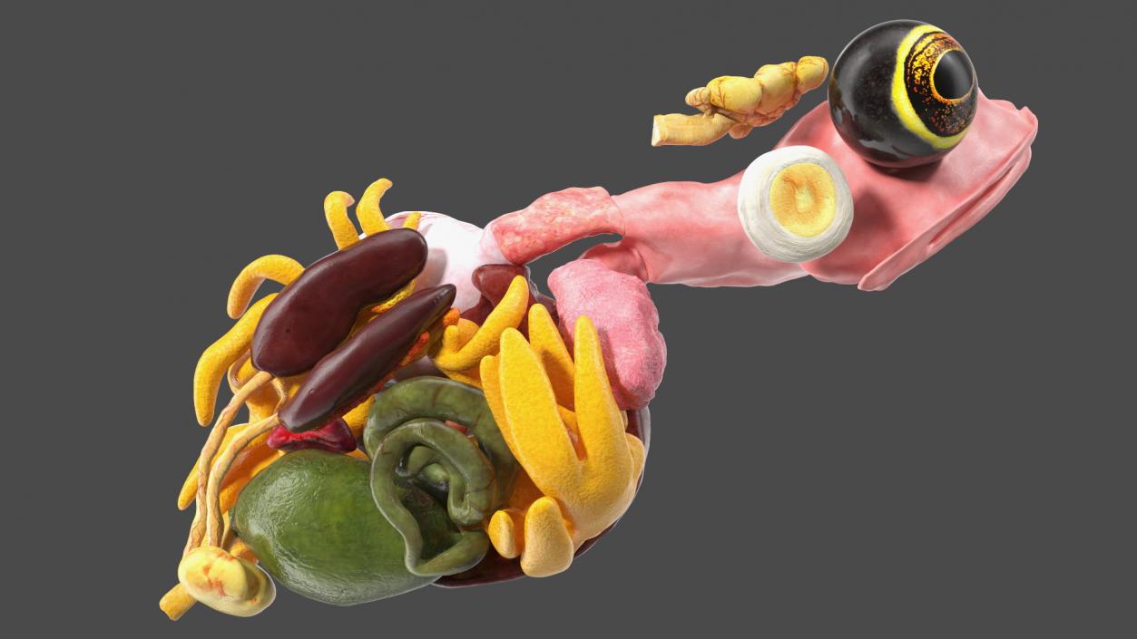 3D model Frog Anatomy Right Side Transparent