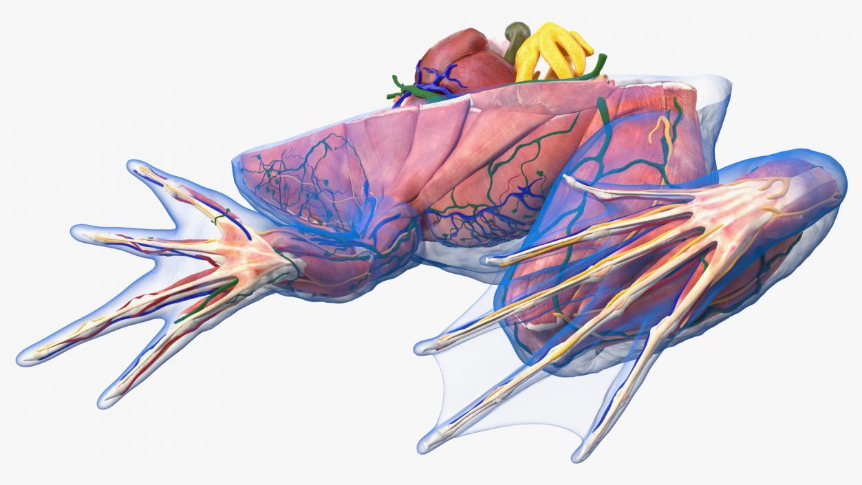 3D model Frog Anatomy Right Side Transparent