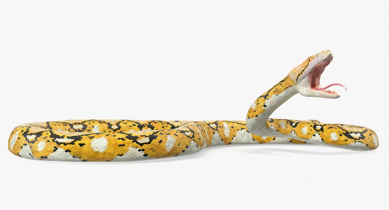3D Yellow Python Snake Attack Pose