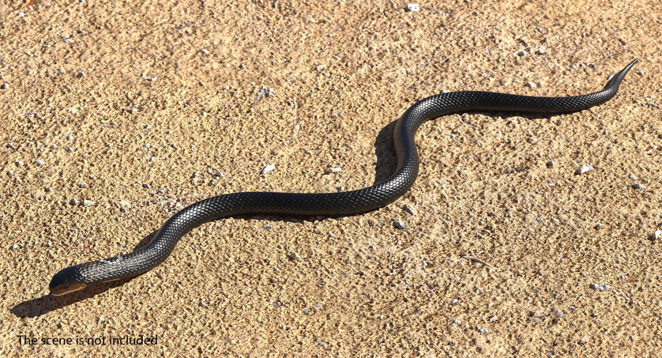 3D model Dark Cobra Snake Crawling