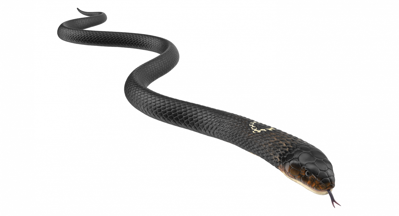 3D model Dark Cobra Snake Crawling