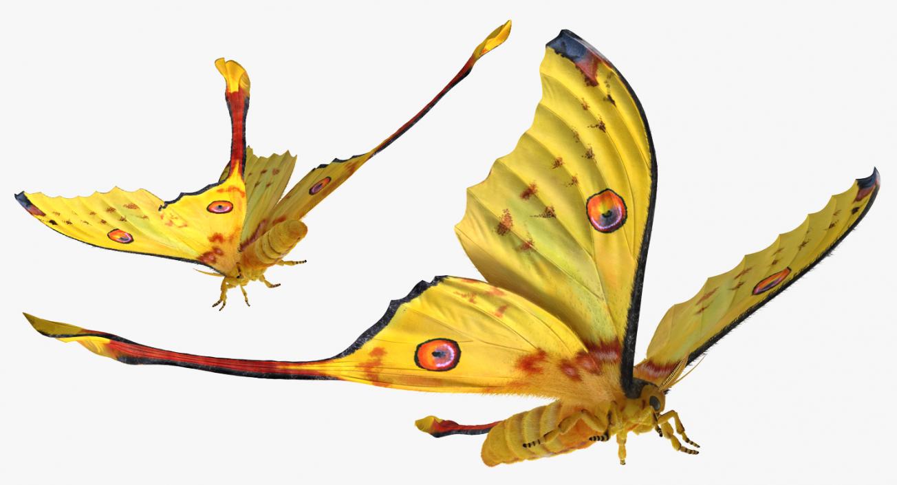 Madagascan Moon Moth with Fur 3D model