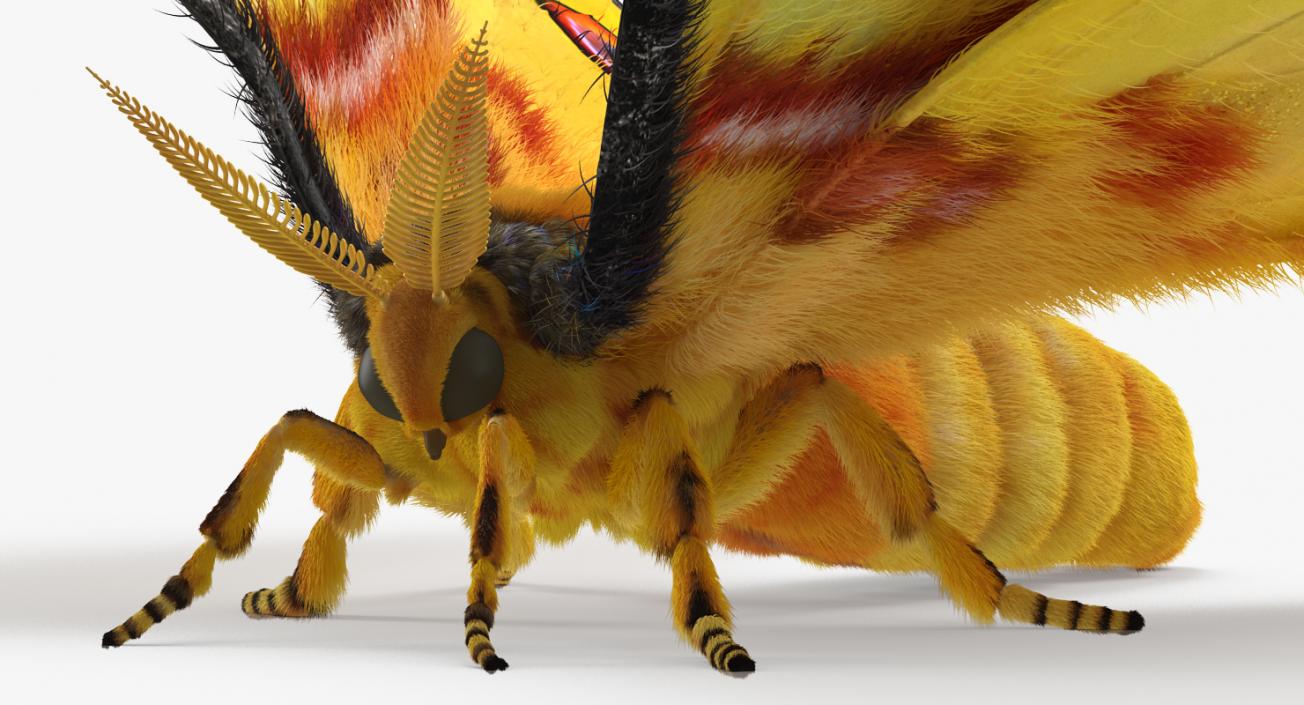 Madagascan Moon Moth with Fur 3D model