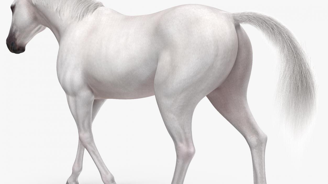 White Horse Fur Rigged 3D