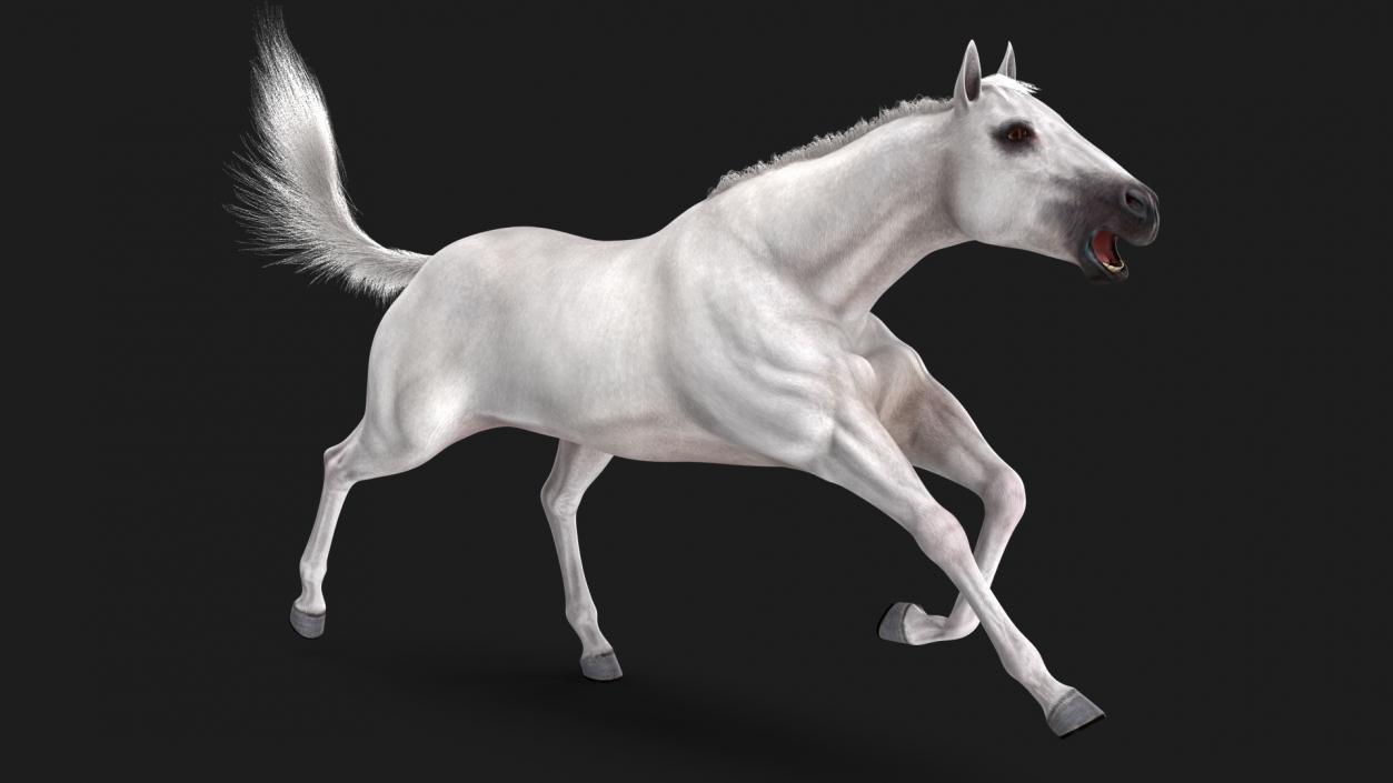 White Horse Fur Rigged 3D