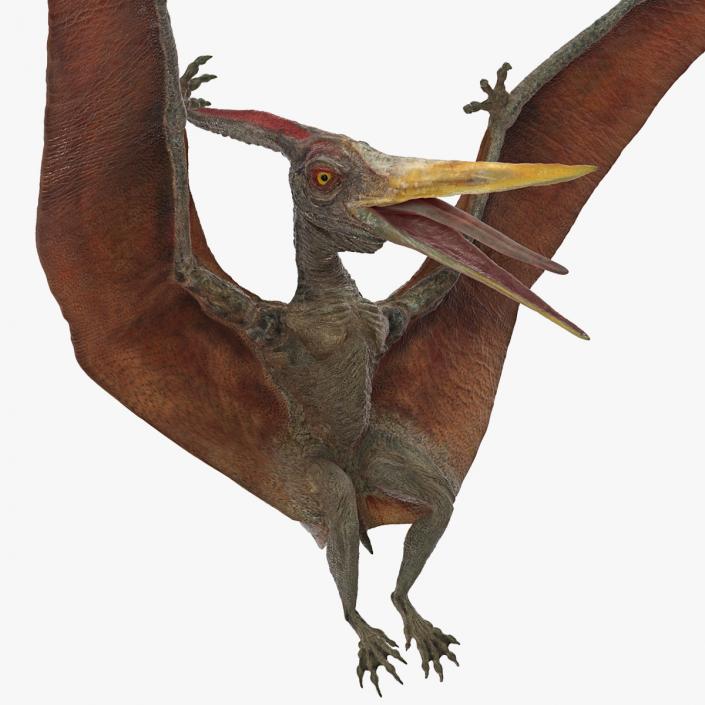 3D Pteranodon Landing Pose model