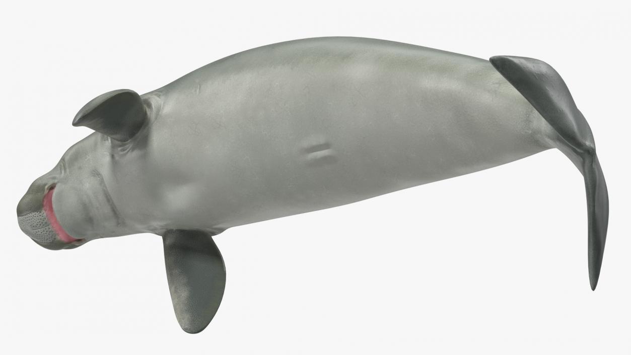 3D Dugong Rigged model