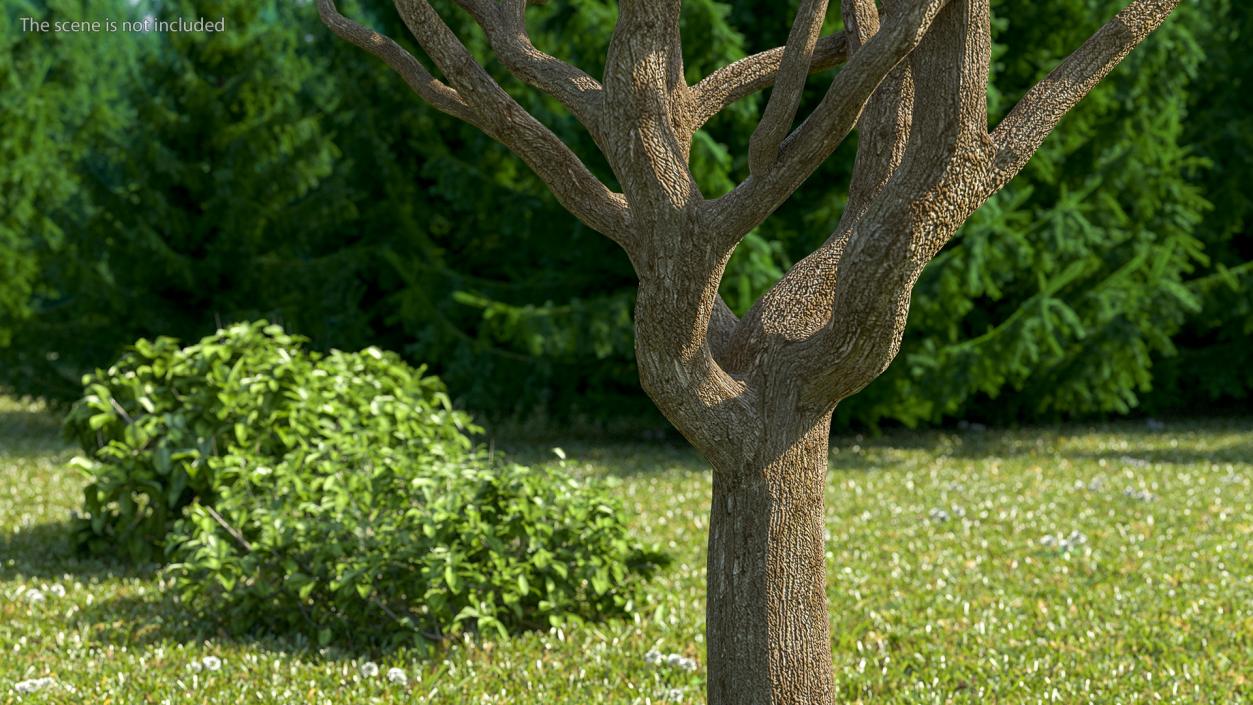 3D model Pistachio Tree Trunk