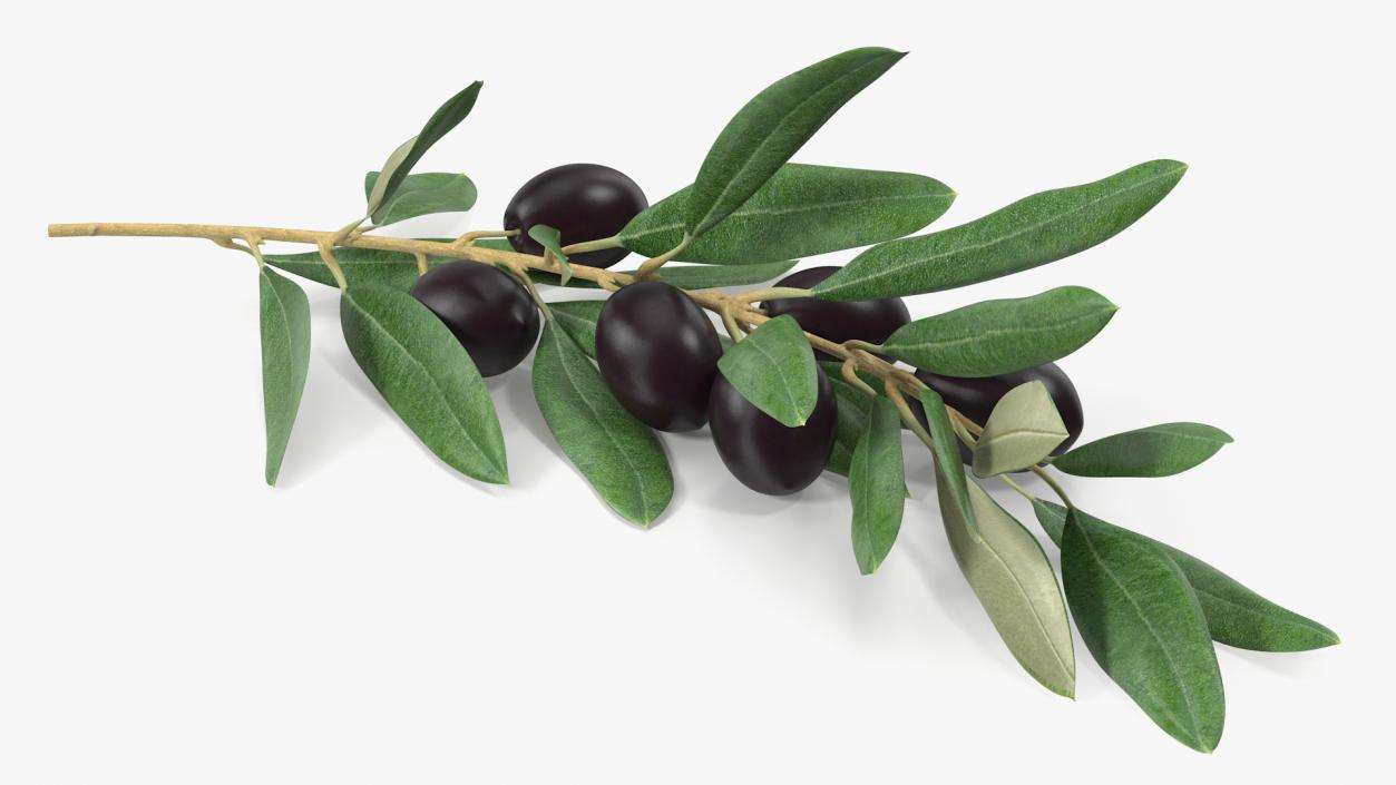 3D Olive Branch with Black Olives Lying