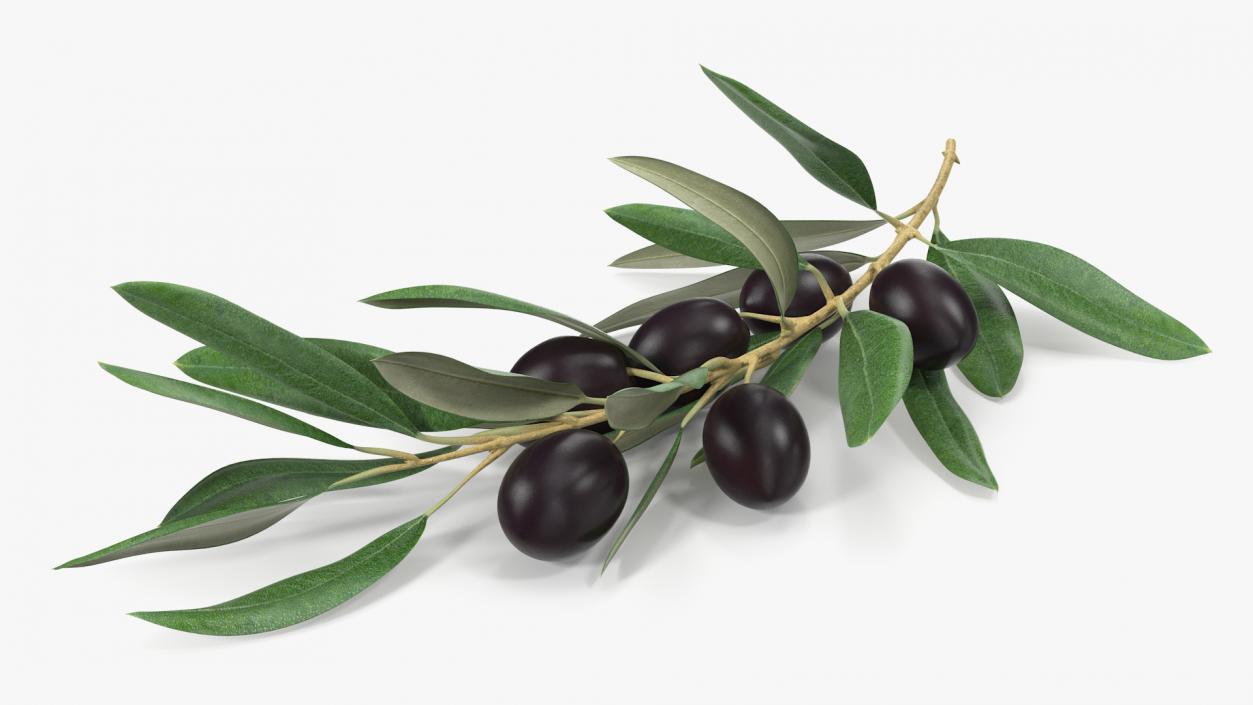 3D Olive Branch with Black Olives Lying