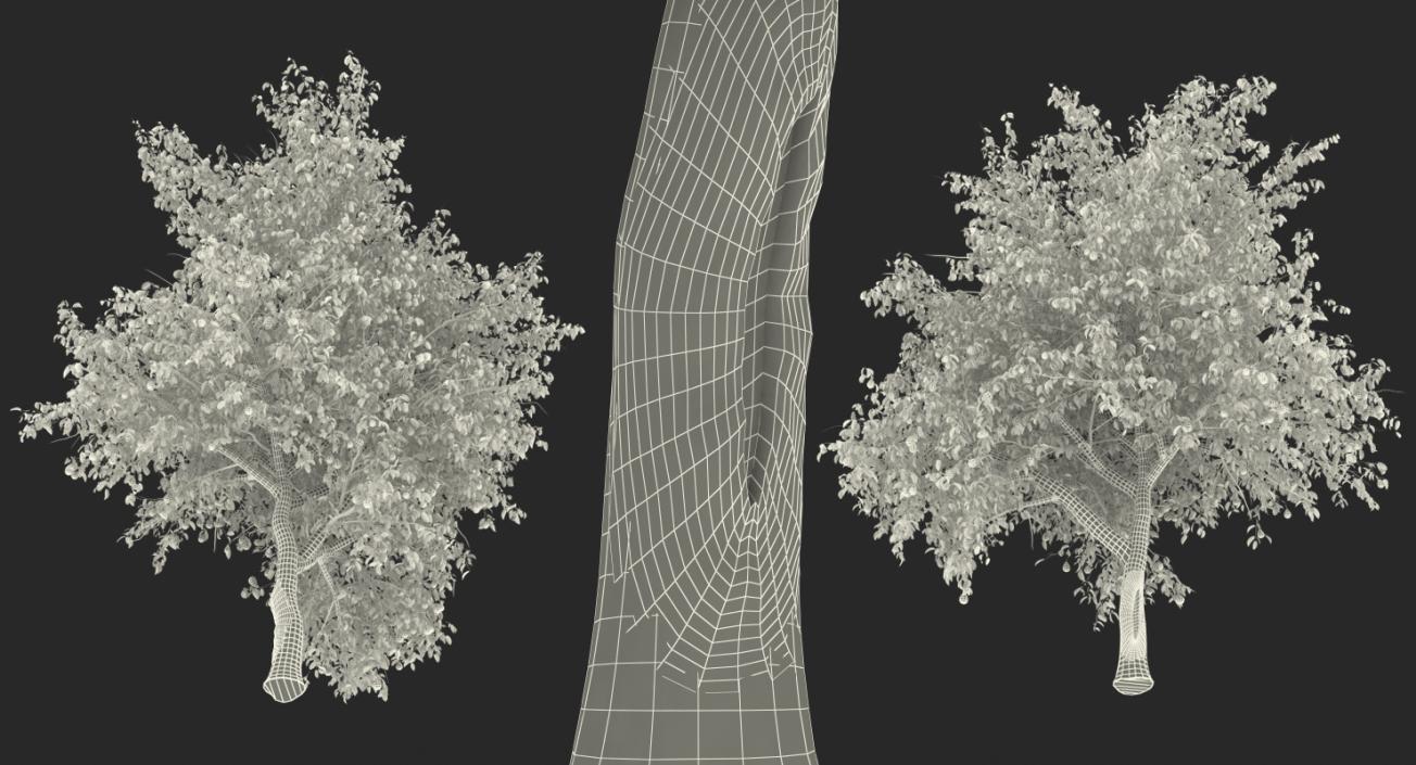 3D model Pear Tree with Pears