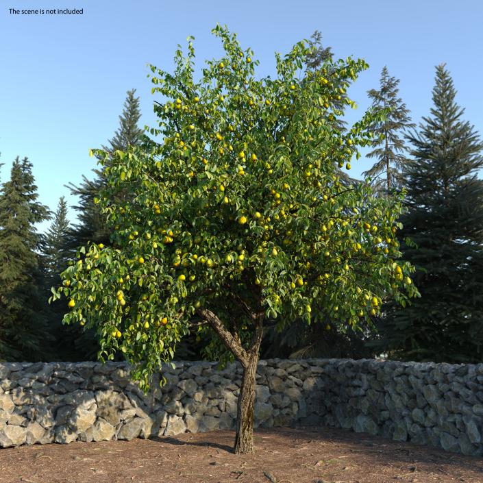 3D model Pear Tree with Pears