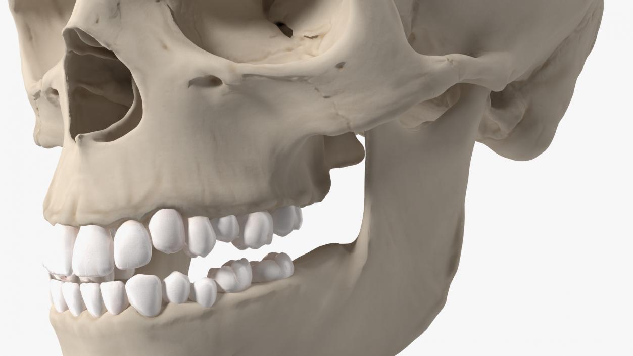 Boy Anatomy Skull 3D