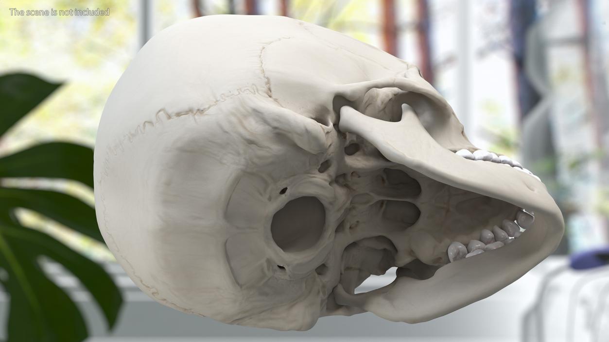 Boy Anatomy Skull 3D