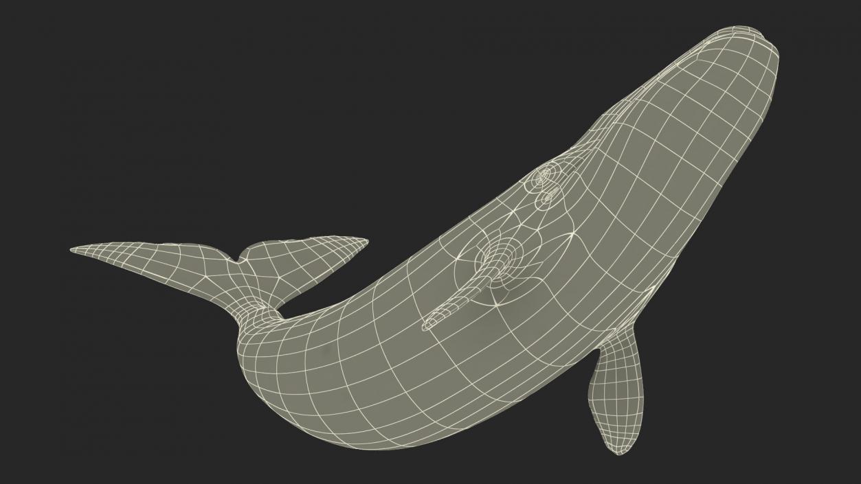 3D Bowhead Whale Swimming Pose Fur