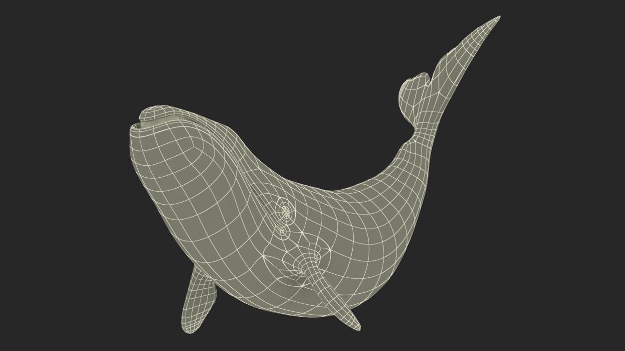 3D Bowhead Whale Swimming Pose Fur