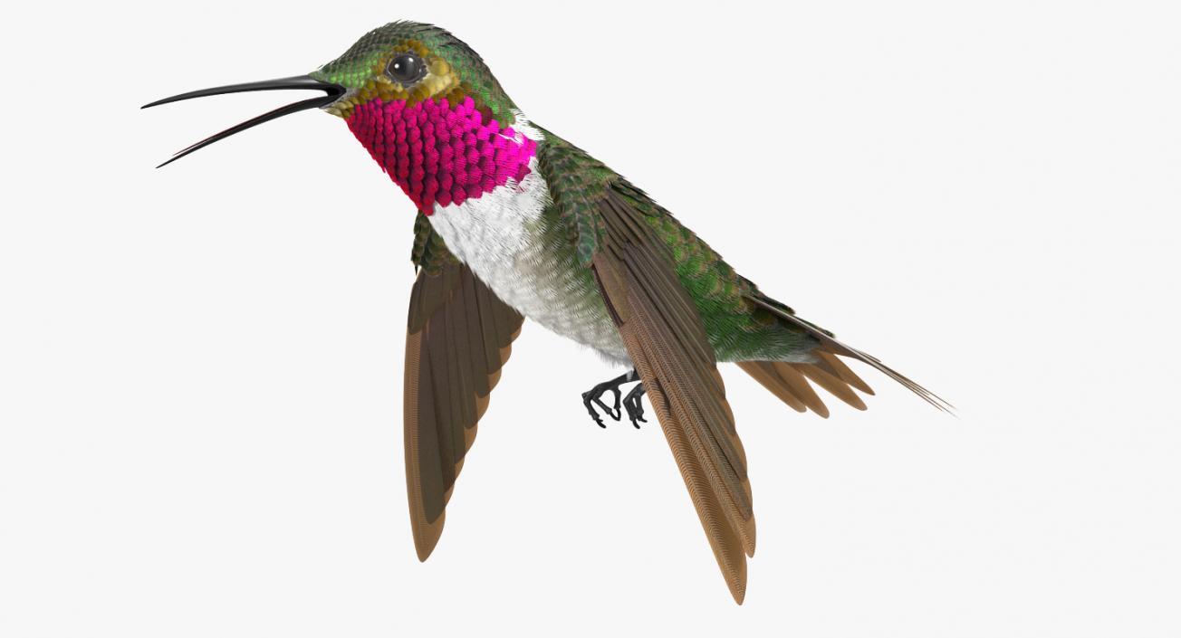3D Broad Tailed Hummingbird Rigged