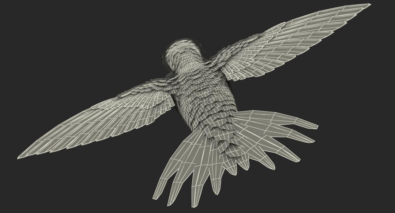 3D Broad Tailed Hummingbird Rigged