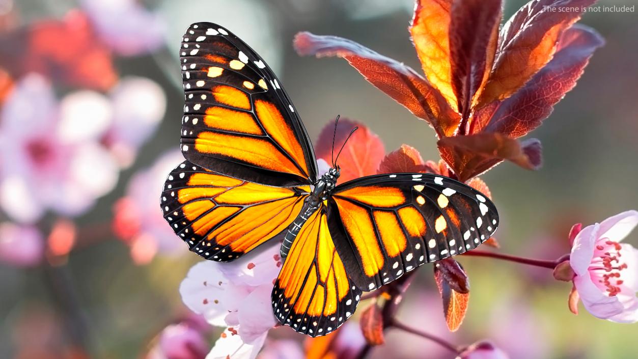 3D model Animated Flight Monarch Butterfly Rigged
