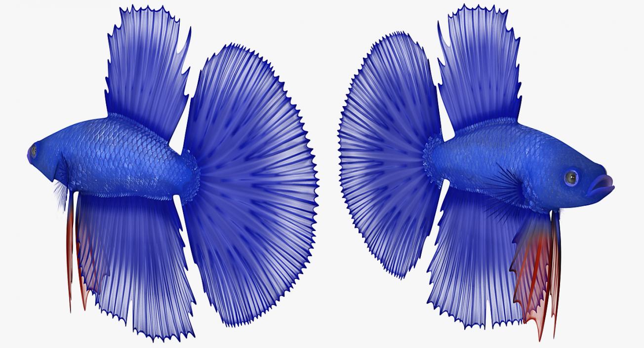 3D model Blue Betta Fish