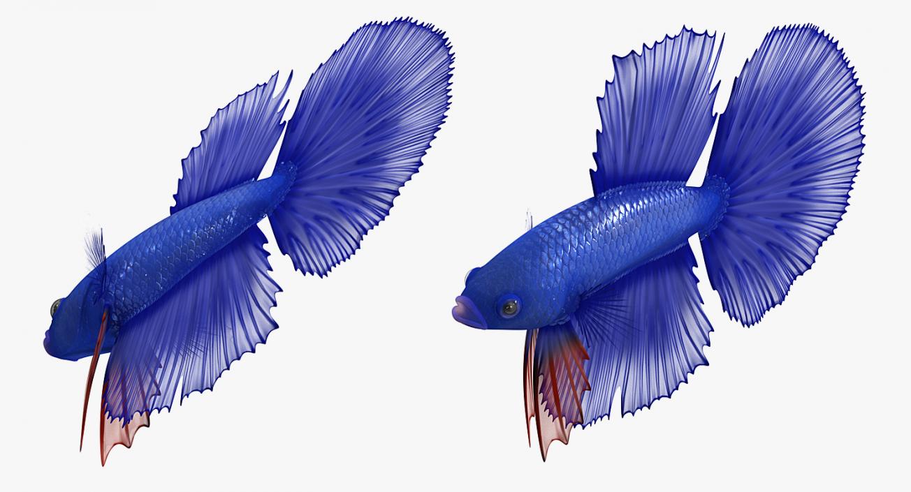 3D model Blue Betta Fish