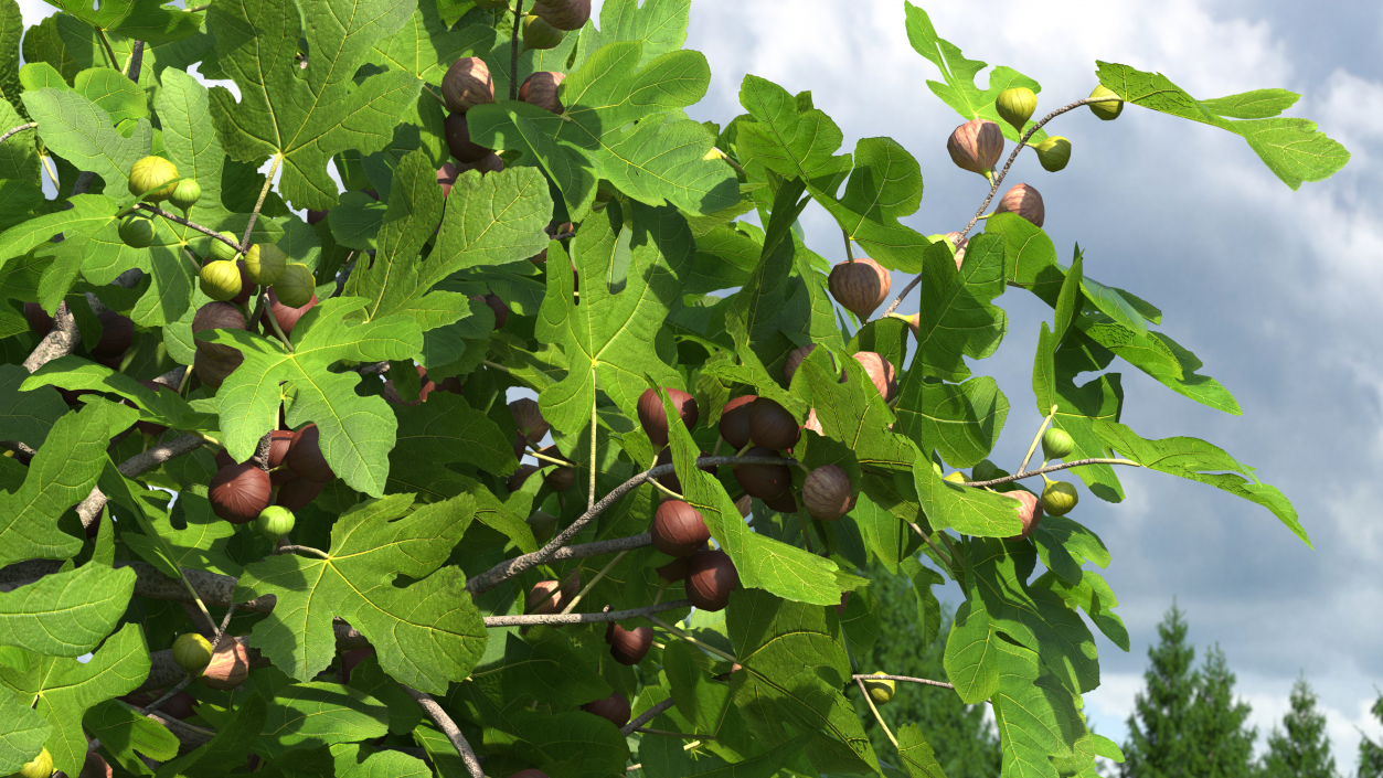 3D Fig Tree Two Trunks with Fruits