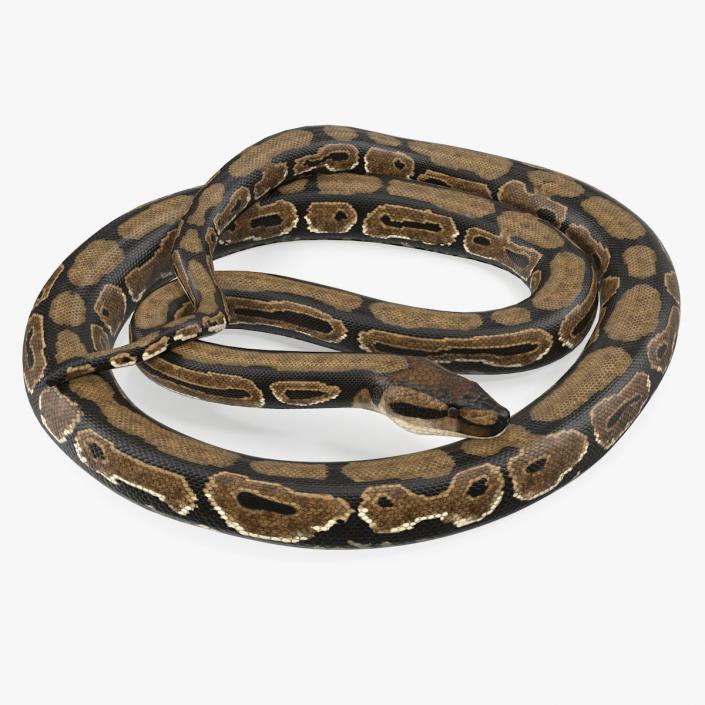 3D model Brown Python Snake Curled pose