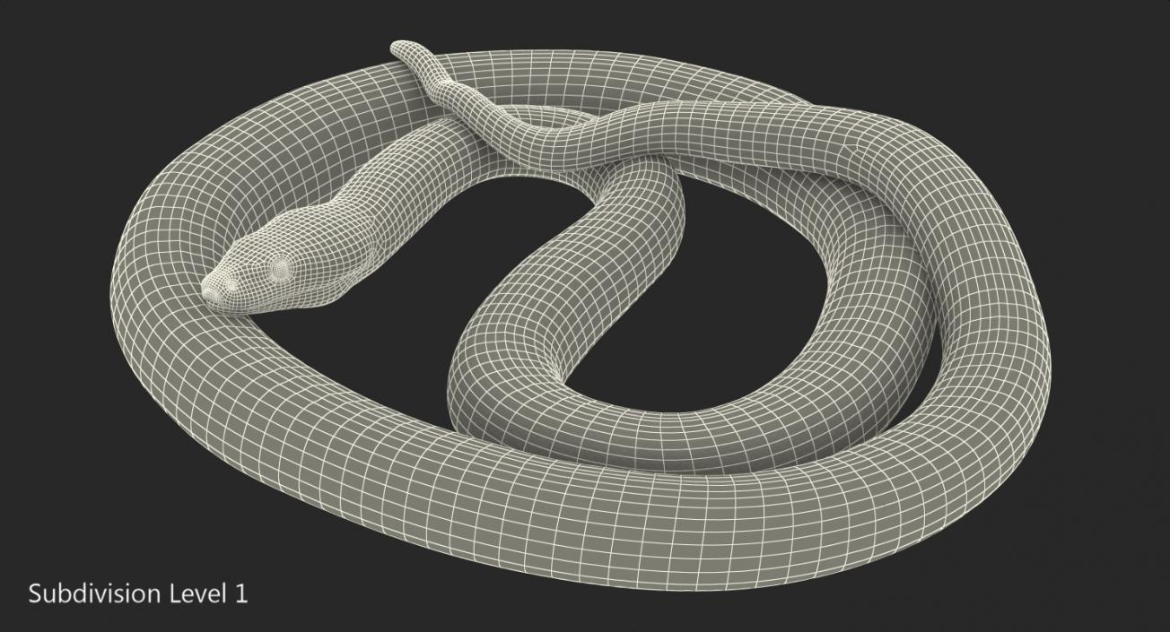 3D model Brown Python Snake Curled pose