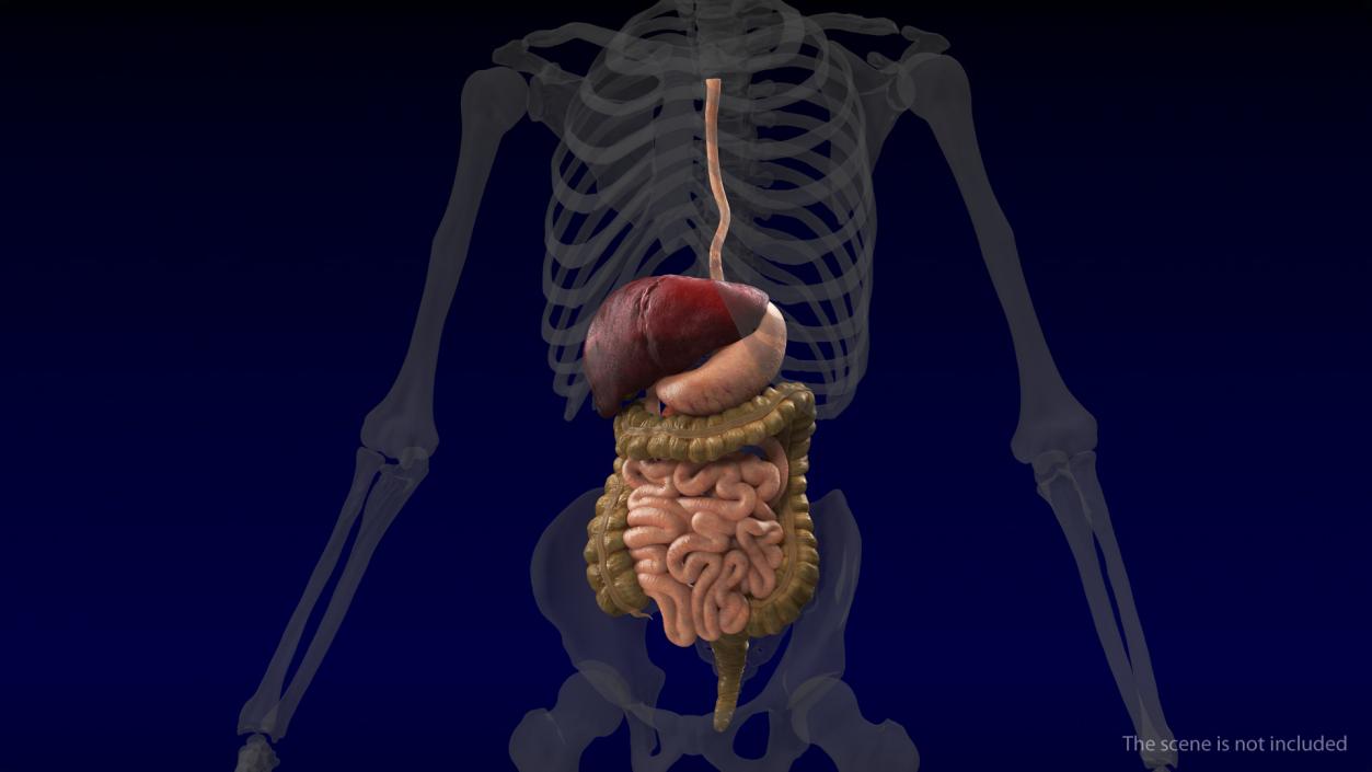Human Digestive System 3D