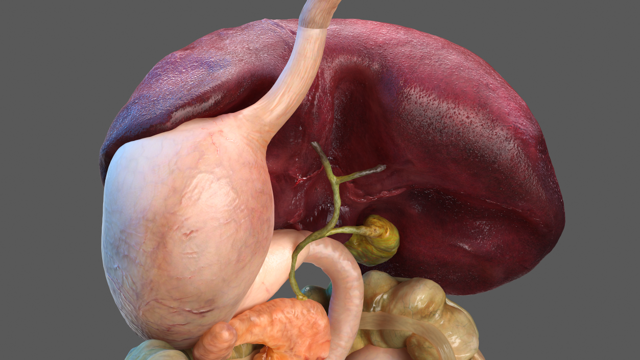 Human Digestive System 3D