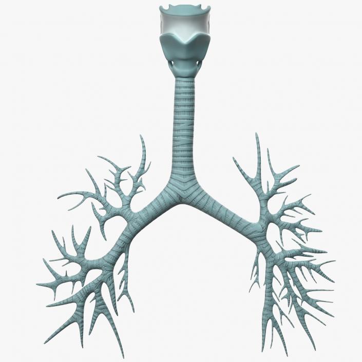 Trachea Anatomical Model 3D model