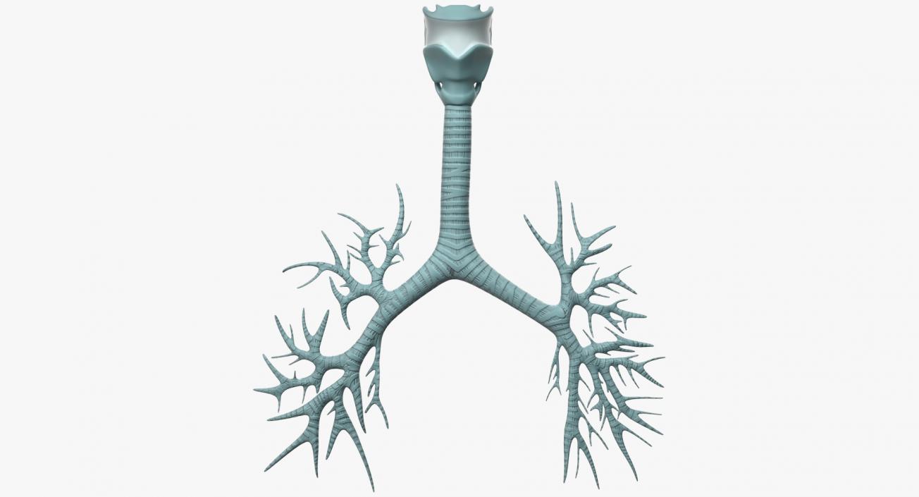 Trachea Anatomical Model 3D model