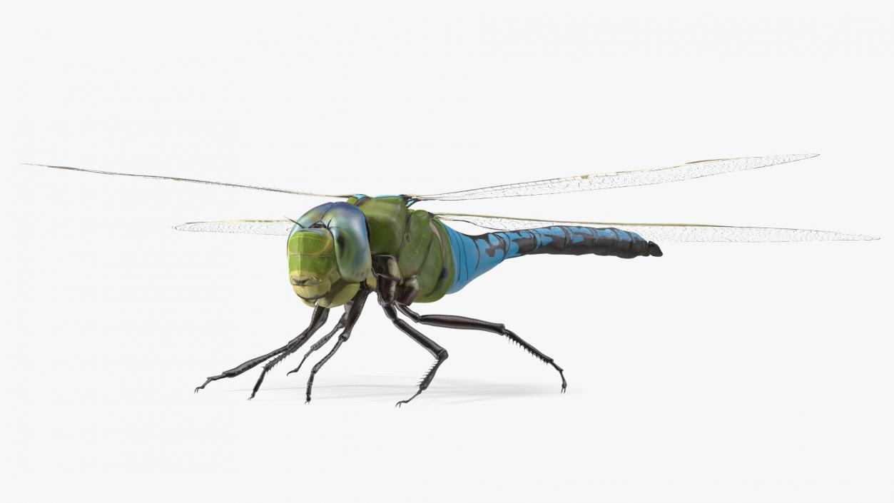 3D model Dragonfly Rigged for Maya