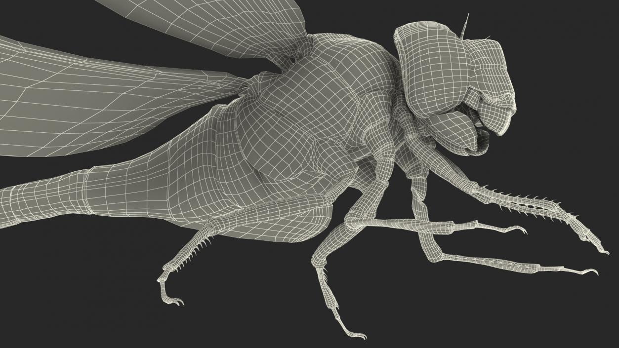 3D model Dragonfly Rigged for Cinema 4D