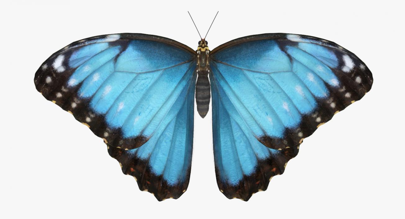 3D Morpho Peleides Butterfly Rigged with Fur