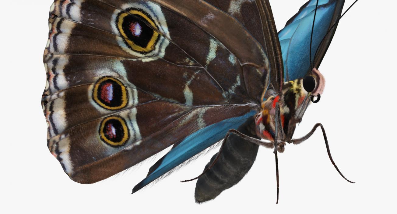 3D Morpho Peleides Butterfly Rigged with Fur