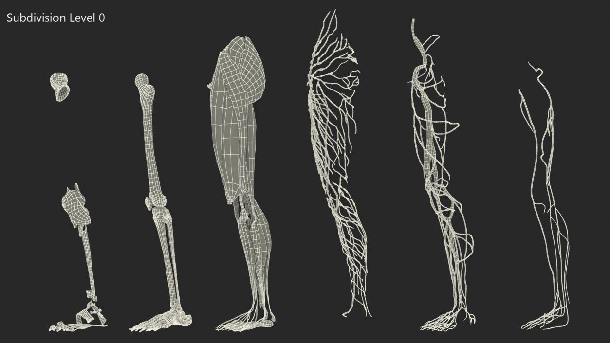3D Female Anatomy Left Leg model