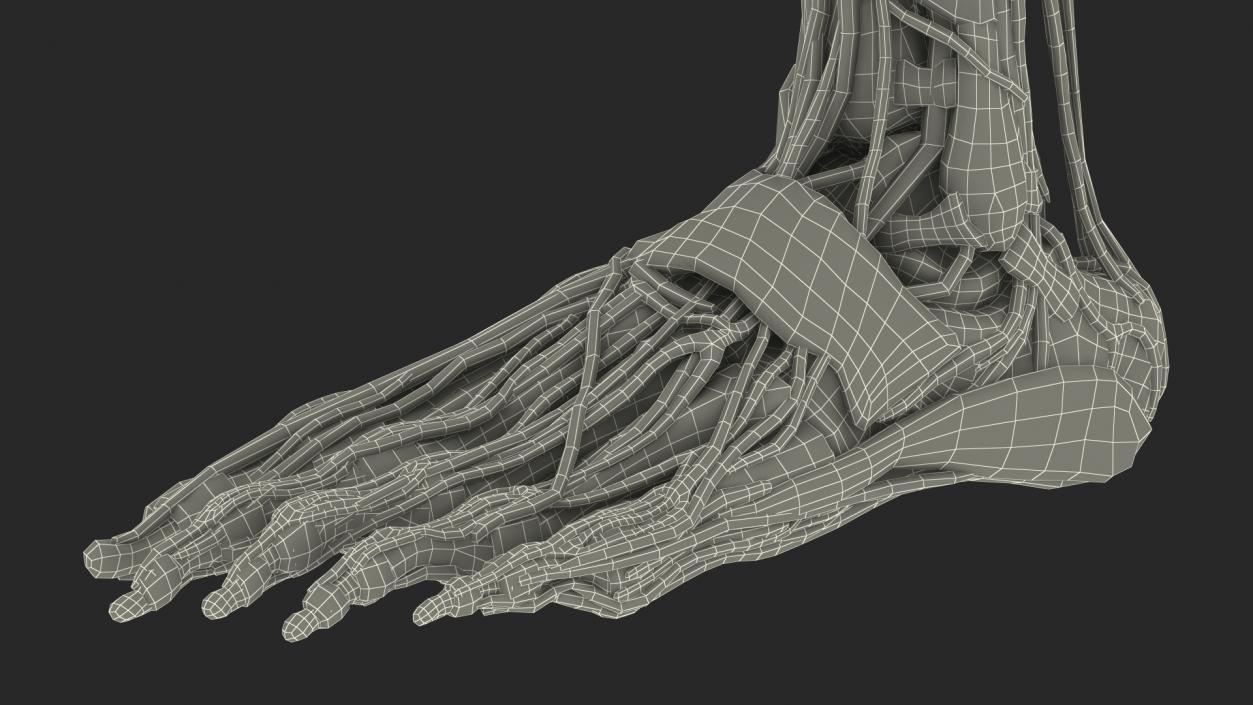 3D Female Anatomy Left Leg model