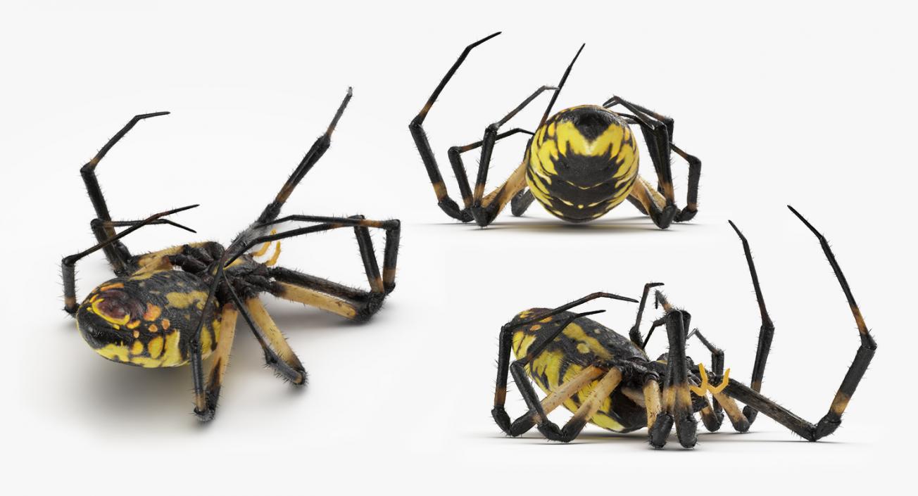 3D model Dead Corn Spider with Fur