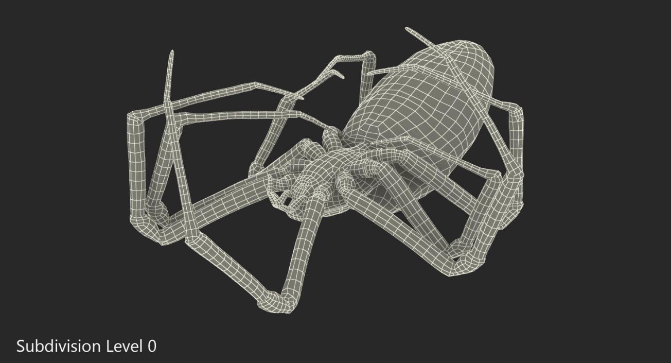 3D model Dead Corn Spider with Fur