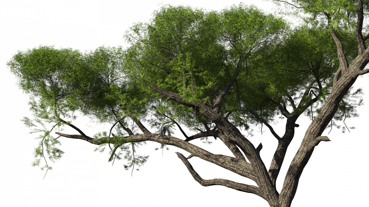 African Acacia Tree 3D model