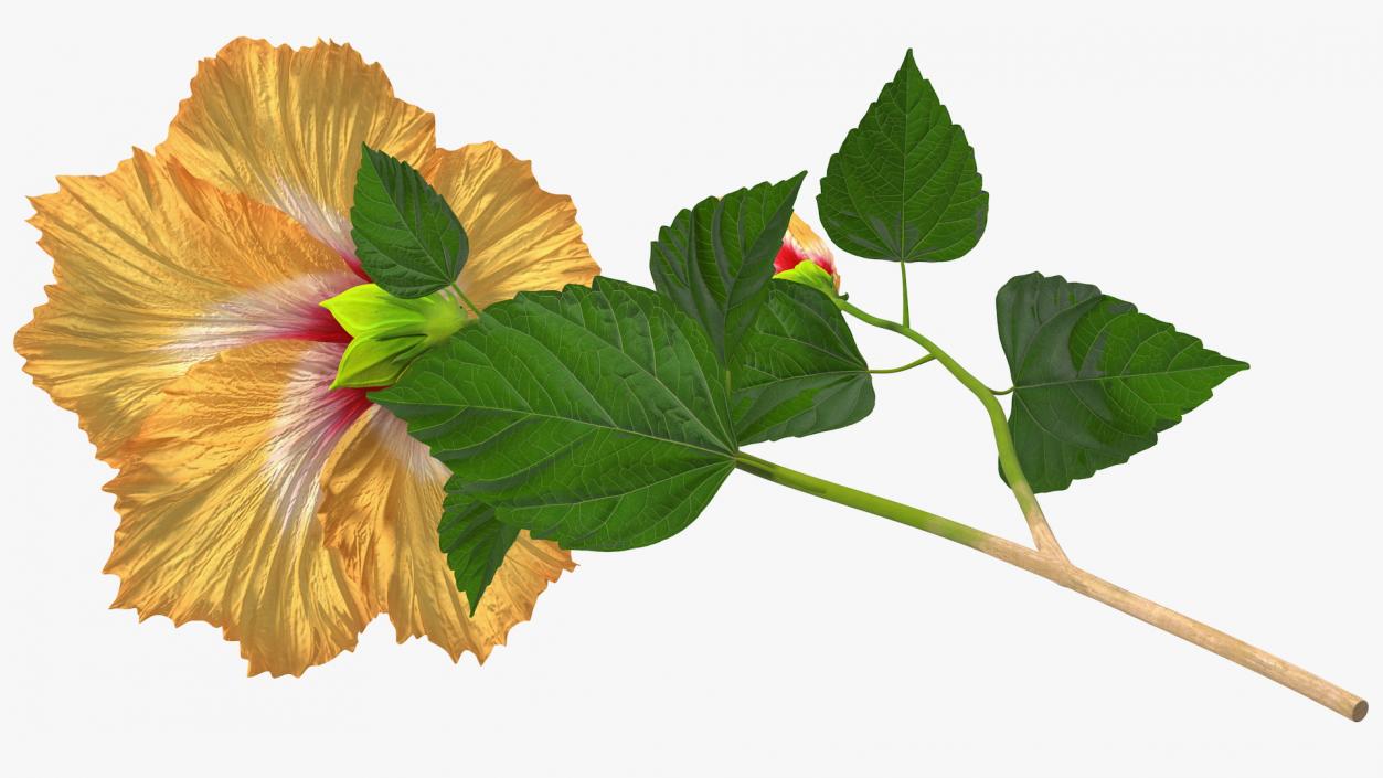 3D model Flowering Hibiscus Stem Orange